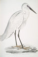 Weißer Indianischer Reiher Ardea orientalis - John Edward Gray — Ansicht des Kunstwerks