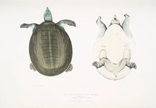 John Edward Gray - Javan Trionyx Trionyx Javanicus.webp