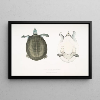 John Edward Gray - Javan Trionyx Trionyx Javanicus.webp