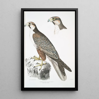 John Edward Gray - Jugger Falcon Falco Jugger 1 Male 2 Female Natural Size.webp