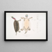 Kachuga Terrapin Emys Kachuga - John Edward Gray — gerahmtes Bild an der Wand