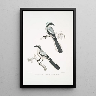 John Edward Gray - Lahtora Butcher Bird Lanius Lahtora.webp