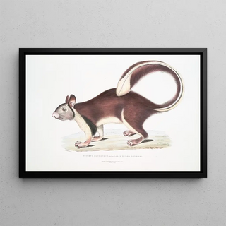 John Edward Gray - Large tailed Squirrel Sciurus macrourus.webp