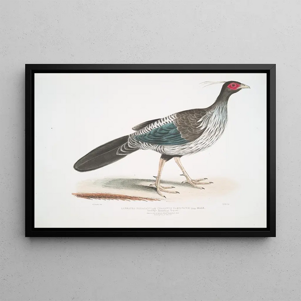 John Edward Gray - Lineated Nepaul Pheasant Phasianus Hamiltonii.webp