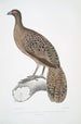 Faisan paon ligné Polyplectron lineatum - John Edward Gray — Ansicht des Kunstwerks