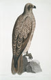 Aigle pêcheur ligné Halitus lineatus - John Edward Gray — Ansicht des Kunstwerks
