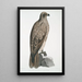 Aigle pêcheur ligné Halitus lineatus - John Edward Gray — gerahmtes Bild an der Wand