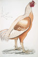 Coq de Malabar Gallus gigantea taille naturelle - John Edward Gray — Ansicht des Kunstwerks