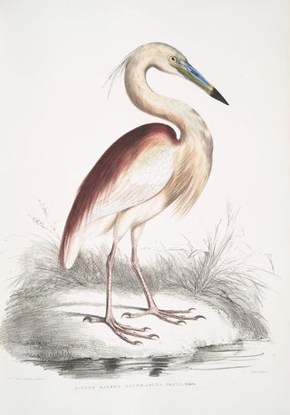 John Edward Gray - Marone Backed Heron Ardea Grayii.webp