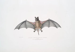 John Edward Gray - Murine Dysopes Dysopes Murinus.webp