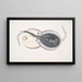 Trygon ornée, Trygon ornatus, Singapur - John Edward Gray — gerahmtes Bild an der Wand