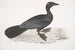 Cormoran Pygmäe Carbo pygmaeus pygmaeus - John Edward Gray — Ansicht des Kunstwerks