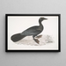 Cormoran Pygmäe Carbo pygmaeus pygmaeus - John Edward Gray — gerahmtes Bild an der Wand