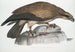 Aigle pêcheur uni Halitus unicolor - John Edward Gray — Ansicht des Kunstwerks
