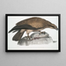 Aigle pêcheur uni Halitus unicolor - John Edward Gray — gerahmtes Bild an der Wand