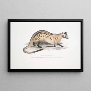 John Edward Gray - Prehensile Paradoxurus Paradoxurus prehensilis.webp