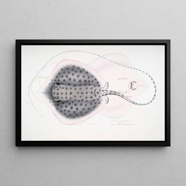 John Edward Gray - Russells Sting Ray Trygon Russellii.webp