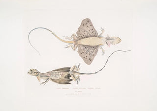 John Edward Gray - Short Puched Dragon Draco abreviata From Singapore.webp