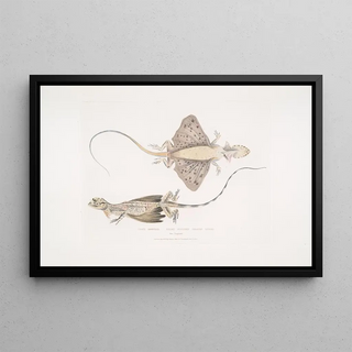 John Edward Gray - Short Puched Dragon Draco abreviata From Singapore.webp