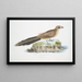Coucou Sirkeer Centropus Sirkee - John Edward Gray — gerahmtes Bild an der Wand