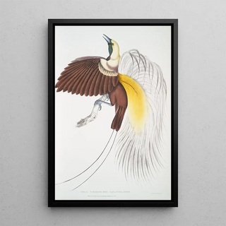 John Edward Gray - Small Paradise Bird Paradisea minor.webp