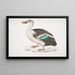 Enten mit geflecktem Schnabel Anas poecilorhyncha - John Edward Gray — gerahmtes Bild an der Wand