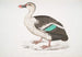 Enten mit geflecktem Schnabel Anas poecilorhyncha - John Edward Gray — Ansicht des Kunstwerks