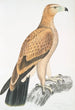 Aigle fauve Aquilla fulvescens - John Edward Gray — Ansicht des Kunstwerks