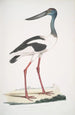 Jabiru Tetaar Ciconia Mycteria Australis - John Edward Gray — Ansicht des Kunstwerks