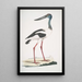 Jabiru Tetaar Ciconia Mycteria Australis - John Edward Gray — gerahmtes Bild an der Wand