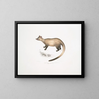 John Edward Gray - The Kuttaas Pennants Paradoxurus Paradoxurus Pennantii Higher Provinces of Bengal.webp