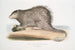 Igel mit buschigem Schwanz Hystrix fasiculata Hystrix fasciculata Indien - John Edward Gray — Ansicht des Kunstwerks