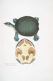 Trionyx valvulaire Emyda punctata Trionyx granosus - John Edward Gray — Ansicht des Kunstwerks