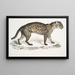Vivirine Viverrine Chat Felis Vivirinus Viverrinus - John Edward Gray — gerahmtes Bild an der Wand