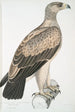 Aigle à points blancs Aquilla punctata - John Edward Gray — Ansicht des Kunstwerks
