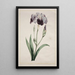 Iris japonais Grand Iris bleu - John Edwards — gerahmtes Bild an der Wand