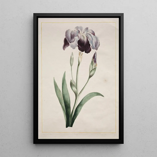 John Edwards - Japanese Iris Large Blue Iris.webp