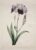 Iris japonais Grand Iris bleu - John Edwards — Ansicht des Kunstwerks