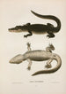 Alligator des Mississippi - John Edwards Holbrook — Ansicht des Kunstwerks