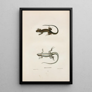 John Edwards Holbrook - Ameiva sexlineata.webp