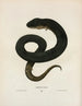Amphiuma bedeutet - John Edwards Holbrook — Ansicht des Kunstwerks