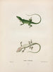Anolis von Caroline - John Edwards Holbrook — Ansicht des Kunstwerks
