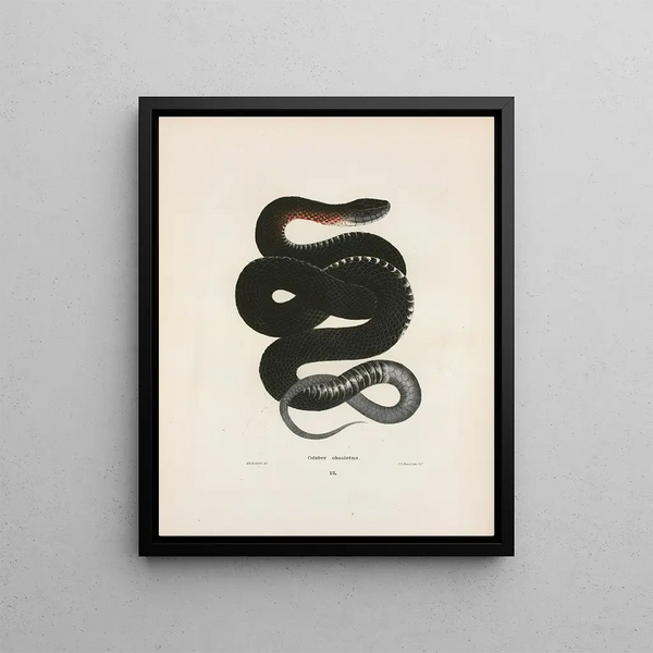John Edwards Holbrook - Coluber obsoletus.webp