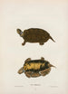 Tortue de Mobile - John Edwards Holbrook — Ansicht des Kunstwerks