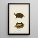 Tortue de Mobile - John Edwards Holbrook — gerahmtes Bild an der Wand