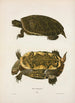 Tortue de l'Oregon - John Edwards Holbrook — Ansicht des Kunstwerks