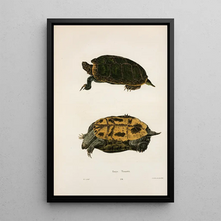 John Edwards Holbrook - Emys Troostii.webp