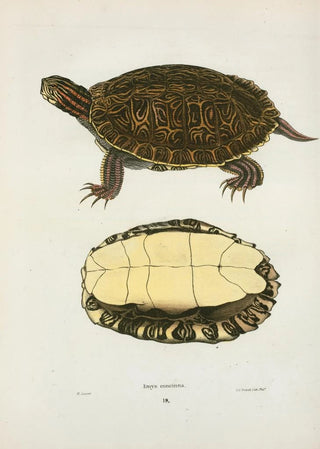 John Edwards Holbrook - Emys concinna.webp