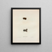 Engystoma carolinense - John Edwards Holbrook — gerahmtes Bild an der Wand