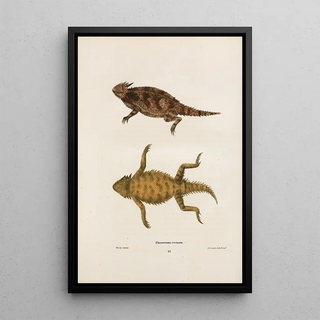 John Edwards Holbrook - Phrynosoma coronata.webp